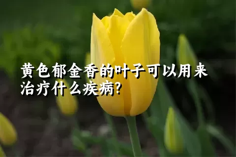 黄色郁金香的叶子可以用来治疗什么疾病?