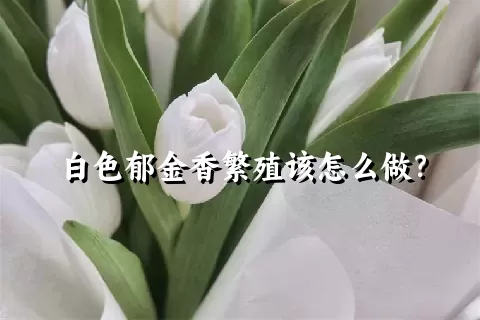 白色郁金香繁殖该怎么做？