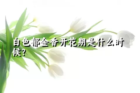 白色郁金香开花期是什么时候？