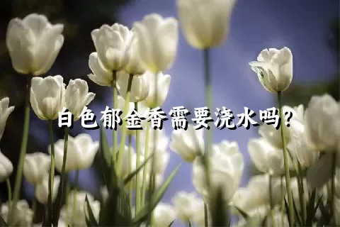 白色郁金香需要浇水吗？