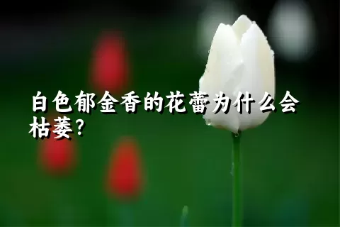 白色郁金香的花蕾为什么会枯萎？