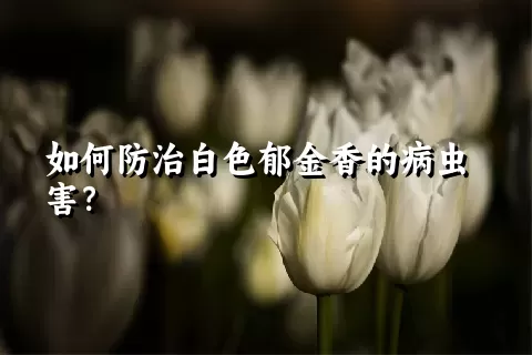 如何防治白色郁金香的病虫害？