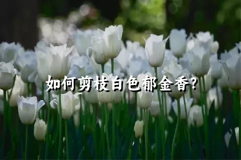 如何剪枝白色郁金香？