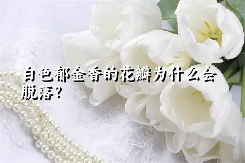 白色郁金香的花瓣为什么会脱落？