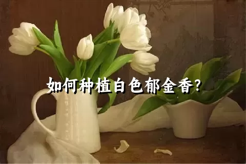 如何种植白色郁金香？