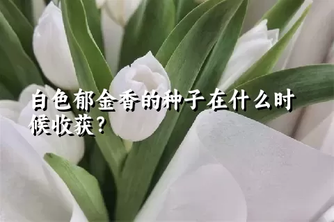 白色郁金香的种子在什么时候收获？