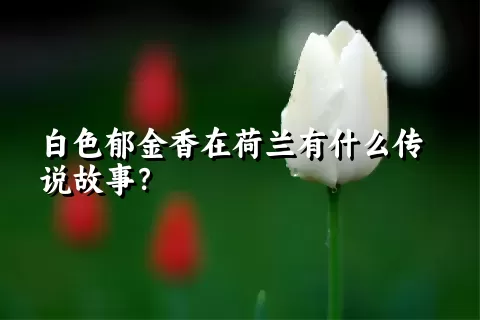 白色郁金香在荷兰有什么传说故事？