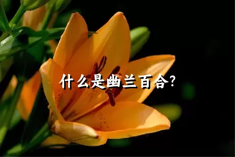 什么是幽兰百合？