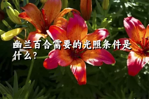 幽兰百合需要的光照条件是什么？