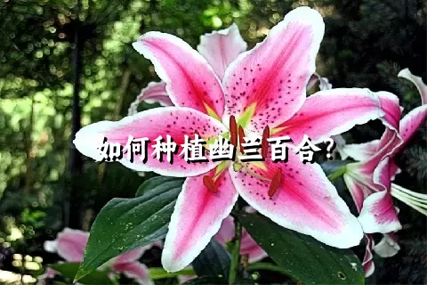 如何种植幽兰百合？