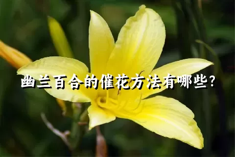 幽兰百合的催花方法有哪些？