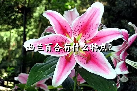 幽兰百合有什么特点？