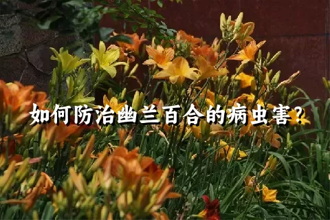 如何防治幽兰百合的病虫害？