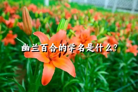 幽兰百合的学名是什么？