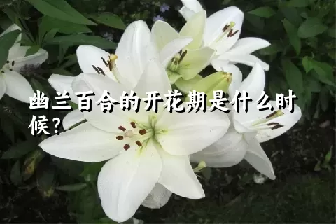 幽兰百合的开花期是什么时候？