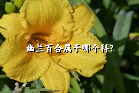 幽兰百合属于哪个科？