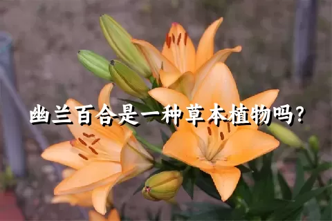 幽兰百合是一种草本植物吗？