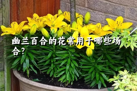 幽兰百合的花常用于哪些场合？