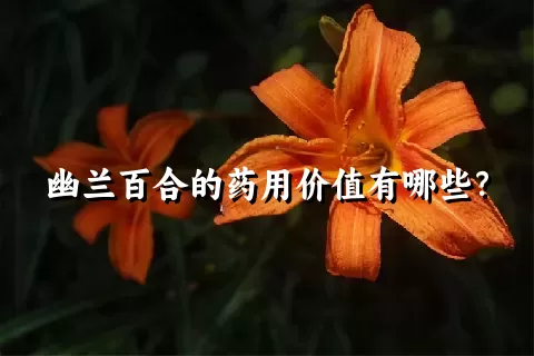 幽兰百合的药用价值有哪些？