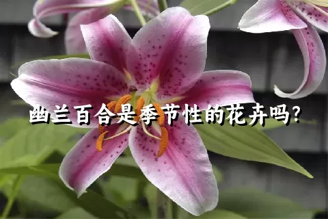 幽兰百合是季节性的花卉吗？