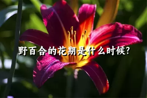 野百合的花期是什么时候?