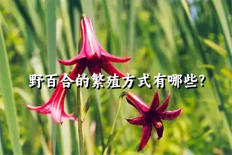 野百合的繁殖方式有哪些?