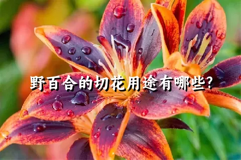 野百合的切花用途有哪些?