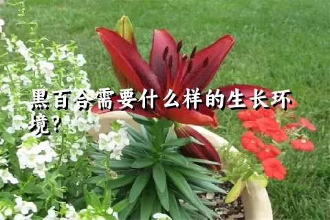 黑百合需要什么样的生长环境？