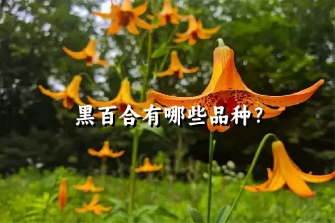 黑百合有哪些品种？