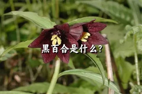 黑百合是什么？