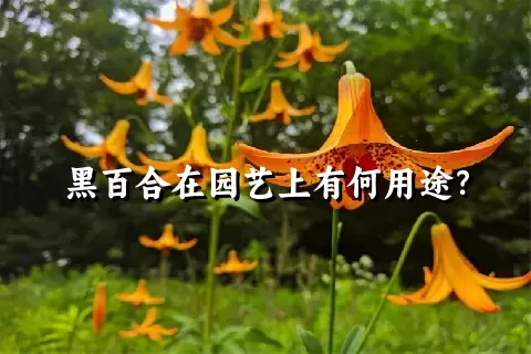 黑百合在园艺上有何用途？