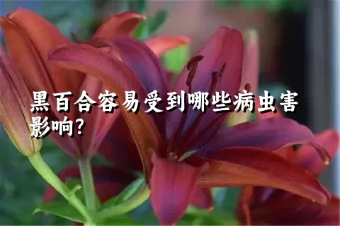 黑百合容易受到哪些病虫害影响？