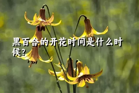 黑百合的开花时间是什么时候？