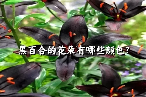 黑百合的花朵有哪些颜色？