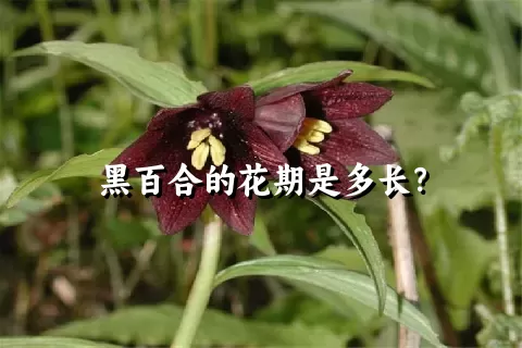 黑百合的花期是多长？