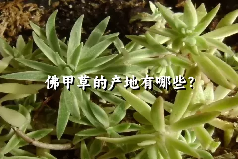 佛甲草的产地有哪些？