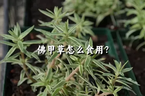 佛甲草怎么食用？