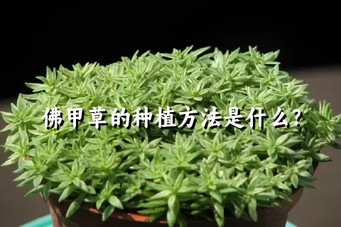 佛甲草的种植方法是什么？