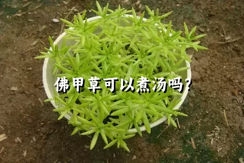 佛甲草可以煮汤吗？