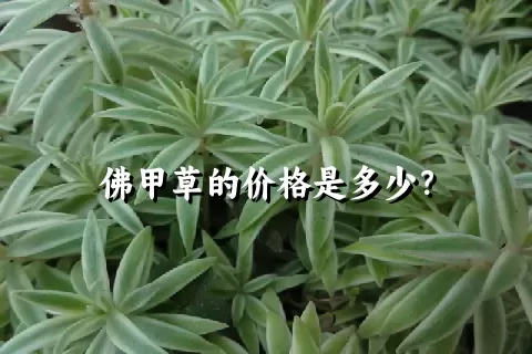 佛甲草的价格是多少？