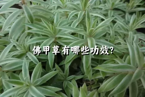 佛甲草有哪些功效？