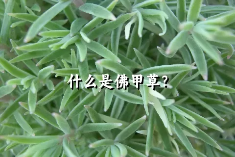 什么是佛甲草？