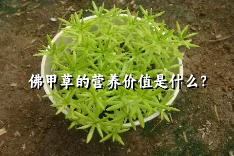 佛甲草的营养价值是什么？