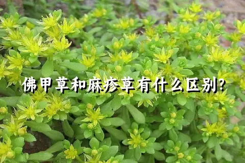 佛甲草和麻疹草有什么区别？