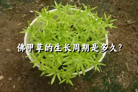 佛甲草的生长周期是多久？