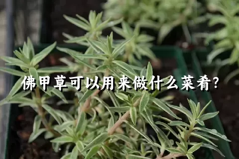 佛甲草可以用来做什么菜肴？