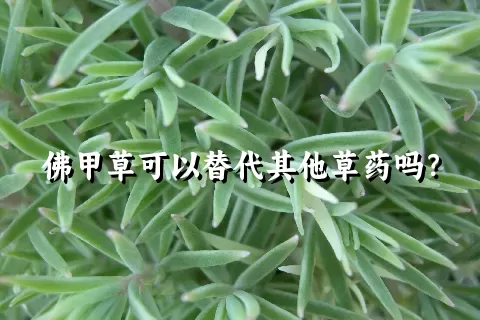 佛甲草可以替代其他草药吗？