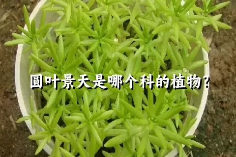 圆叶景天是哪个科的植物？