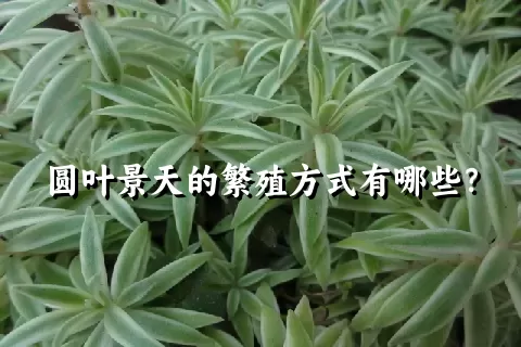 圆叶景天的繁殖方式有哪些？