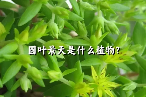 圆叶景天是什么植物？